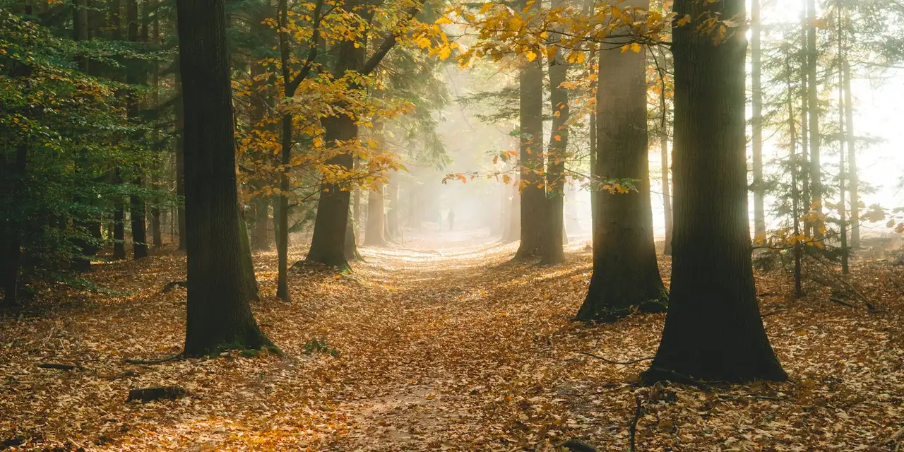 Sonniger Waldweg zwischen hohen Bäumen im Herbst